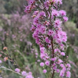 Kunzea parvifolia at O'Malley, ACT - 13 Oct 2023 01:52 PM