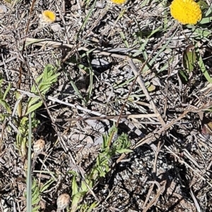 Leptorhynchos squamatus subsp. squamatus at Belconnen, ACT - suppressed