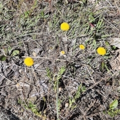 Leptorhynchos squamatus subsp. squamatus at Belconnen, ACT - suppressed