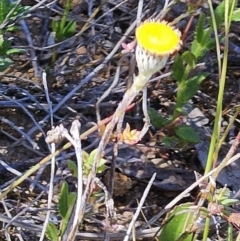 Leptorhynchos squamatus subsp. squamatus (Scaly Buttons) at The Pinnacle - 11 Oct 2023 by sangio7