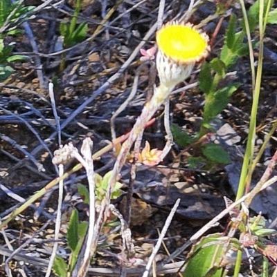 Leptorhynchos squamatus subsp. squamatus (Scaly Buttons) at The Pinnacle - 11 Oct 2023 by sangio7