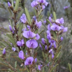 Hovea asperifolia subsp. asperifolia (Rosemary Hovea) at Kosciuszko National Park - 26 Sep 2023 by RobParnell