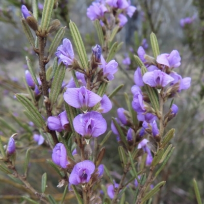 Hovea asperifolia subsp. asperifolia (Rosemary Hovea) at Cooleman, NSW - 26 Sep 2023 by RobParnell