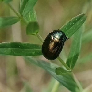 Chrysolina quadrigemina at O'Malley, ACT - 12 Oct 2023 02:44 PM