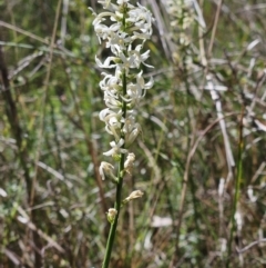 Stackhousia monogyna (Creamy Candles) at The Pinnacle - 12 Oct 2023 by sangio7