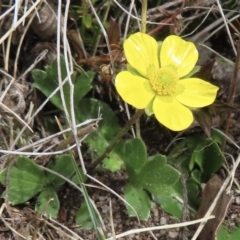 Ranunculus graniticola (Granite Buttercup) at Kosciuszko National Park - 27 Sep 2023 by RobParnell