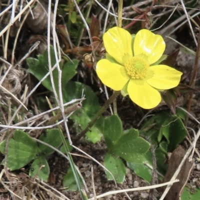 Ranunculus graniticola (Granite Buttercup) at Bimberi, NSW - 27 Sep 2023 by RobParnell