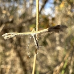 Megalorhipida leucodactyla (Spiderling Moth) at Mount Ainslie - 27 Sep 2023 by Pirom