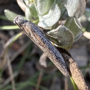 Phycitinae (subfamily) at Ainslie, ACT - 27 Sep 2023 04:29 PM