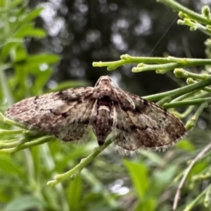 Chloroclystis approximata at Ainslie, ACT - 4 Oct 2023