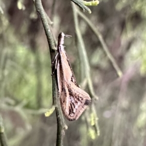 Thema macroscia at Ainslie, ACT - 4 Oct 2023