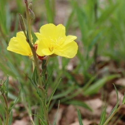 Oenothera stricta subsp. stricta (Common Evening Primrose) at Greenway, ACT - 13 Oct 2023 by RodDeb