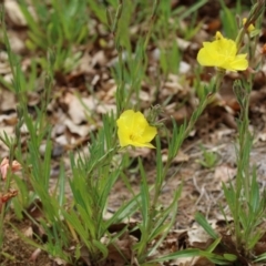 Oenothera stricta subsp. stricta at Greenway, ACT - 13 Oct 2023 12:48 PM