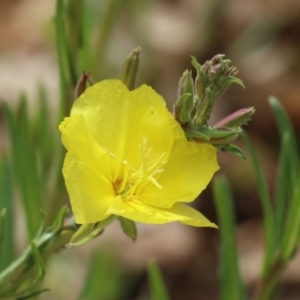 Oenothera stricta subsp. stricta at Greenway, ACT - 13 Oct 2023 12:48 PM