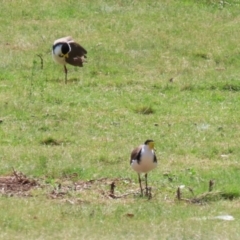 Vanellus miles (Masked Lapwing) at Pine Island to Point Hut - 13 Oct 2023 by RodDeb