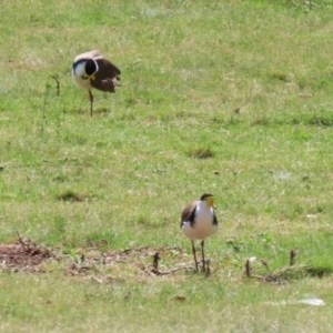 Vanellus miles at Greenway, ACT - 13 Oct 2023