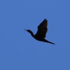 Phalacrocorax sulcirostris (Little Black Cormorant) at Pine Island to Point Hut - 13 Oct 2023 by RodDeb
