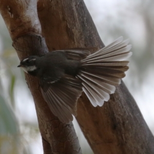 Rhipidura albiscapa at Greenway, ACT - 13 Oct 2023