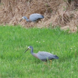 Egretta novaehollandiae at Greenway, ACT - 13 Oct 2023