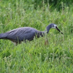 Egretta novaehollandiae at Greenway, ACT - 13 Oct 2023