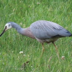 Egretta novaehollandiae at Greenway, ACT - 13 Oct 2023