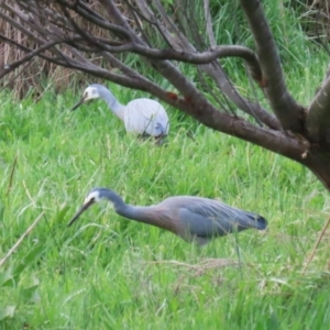 Egretta novaehollandiae at Greenway, ACT - 13 Oct 2023