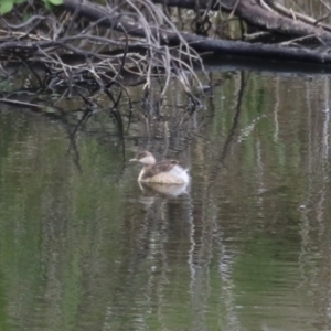 Poliocephalus poliocephalus at Greenway, ACT - 13 Oct 2023