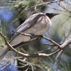Philemon corniculatus (Noisy Friarbird) at Pine Island to Point Hut - 13 Oct 2023 by RodDeb