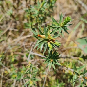 Melichrus urceolatus at O'Malley, ACT - 12 Oct 2023