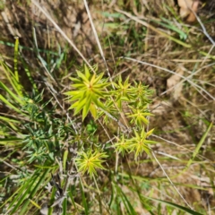 Melichrus urceolatus at O'Malley, ACT - 12 Oct 2023