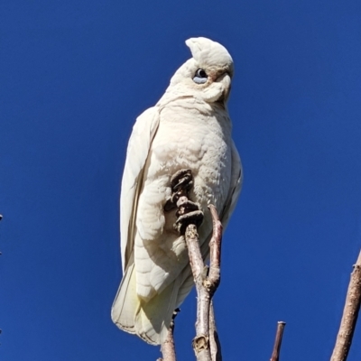 Cacatua sanguinea (Little Corella) at Captains Flat, NSW - 13 Oct 2023 by Csteele4