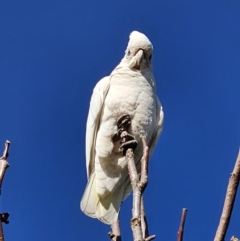 Cacatua sanguinea at Captains Flat, NSW - 13 Oct 2023