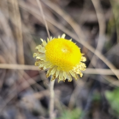 Coronidium scorpioides (Button Everlasting) at Captains Flat, NSW - 13 Oct 2023 by Csteele4