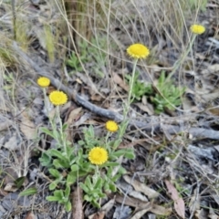 Coronidium scorpioides at Captains Flat, NSW - 13 Oct 2023