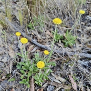 Coronidium scorpioides at Captains Flat, NSW - 13 Oct 2023