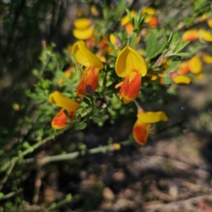 Cytisus scoparius subsp. scoparius at Captains Flat, NSW - 13 Oct 2023 05:47 PM