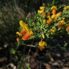 Cytisus scoparius subsp. scoparius at Captains Flat, NSW - 13 Oct 2023 05:47 PM