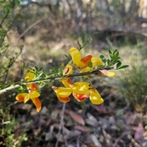 Cytisus scoparius subsp. scoparius at Captains Flat, NSW - 13 Oct 2023 05:47 PM