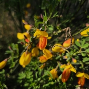 Cytisus scoparius subsp. scoparius at Captains Flat, NSW - 13 Oct 2023 05:47 PM