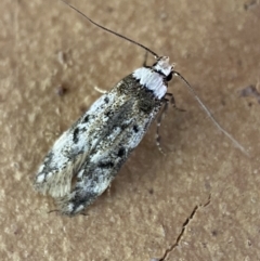 Endrosis sarcitrella (White-shouldered House Moth) at Jerrabomberra, NSW - 13 Oct 2023 by SteveBorkowskis