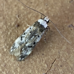 Endrosis sarcitrella at Jerrabomberra, NSW - suppressed