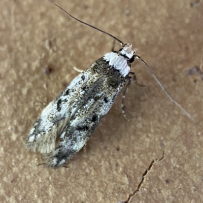 Endrosis sarcitrella (White-shouldered House Moth) at Jerrabomberra, NSW - 13 Oct 2023 by SteveBorkowskis