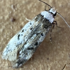 Endrosis sarcitrella at Jerrabomberra, NSW - 13 Oct 2023