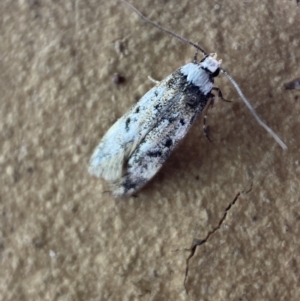 Endrosis sarcitrella at Jerrabomberra, NSW - suppressed