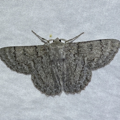 Crypsiphona ocultaria (Red-lined Looper Moth) at Jerrabomberra, NSW - 13 Oct 2023 by SteveBorkowskis