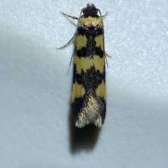 Cirromitra tetratherma (A Concealer moth) at Jerrabomberra, NSW - 13 Oct 2023 by SteveBorkowskis