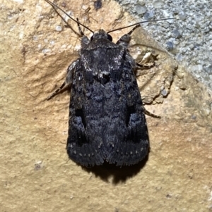 Thoracolopha verecunda at Jerrabomberra, NSW - suppressed