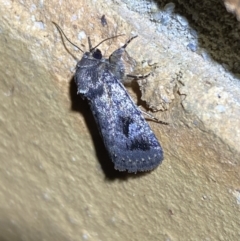 Thoracolopha verecunda at Jerrabomberra, NSW - suppressed