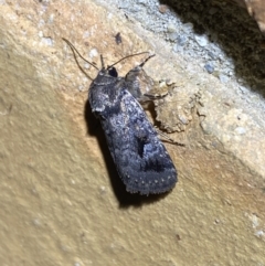 Thoracolopha verecunda at Jerrabomberra, NSW - suppressed