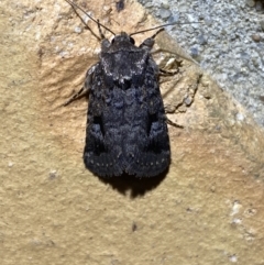 Thoracolopha verecunda at Jerrabomberra, NSW - suppressed